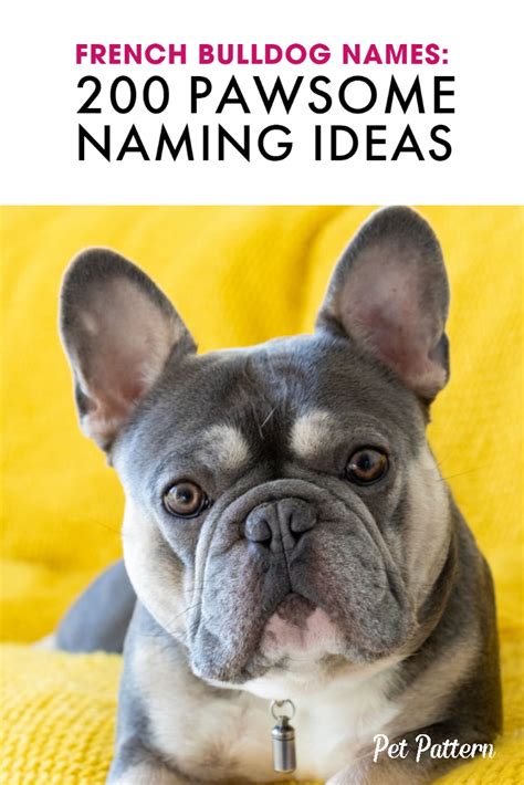 French Bulldog Names: 200 Pawsome Naming Ideas | French bulldog names, Bulldog names, French ...