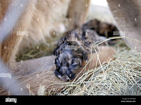 Florida panther cubs hi-res stock photography and images - Alamy