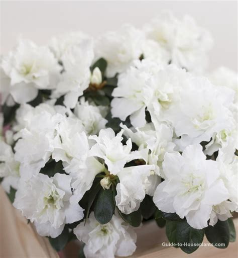 Indoor Azalea Care: How to Grow, Water, Prune this Florist Plant