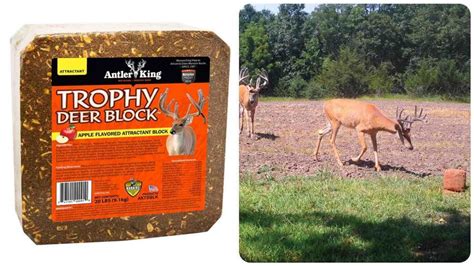 Antler King Trophy Deer Block | Archery Business