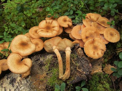 Fungus Gallery :: Armillaria :: F30A3199