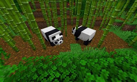 How To Tame A Panda In Minecraft? Everything You Need To Know – Dailiest