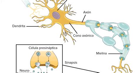 Células nerviosas: FUNCIÓN DE LAS CÉLULAS NERVIOSAS