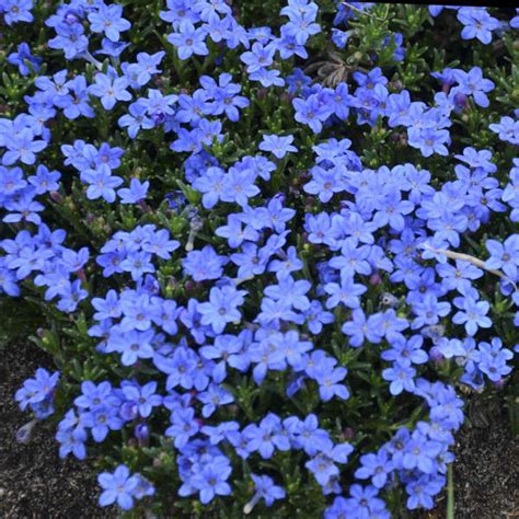 Lithodora diffusa 'Grace Ward' | Perennial Resource