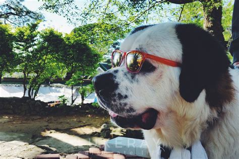 St Bernard the cool preacher dog in Baguio, Philippines