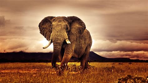 What Are the Four Best African Nature Documentaries? - African Muti