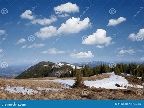 Spring Landscape with Snowfield Mountains and Spruce Forest Stock Image ...