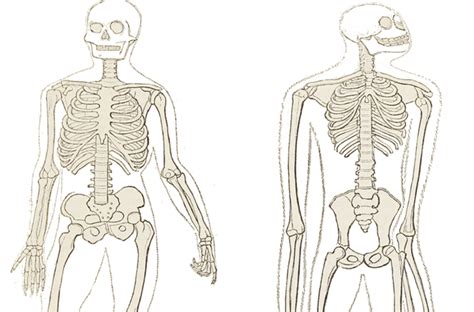 Compare a Human and Chimpanzee Skeleton Worksheet Answers