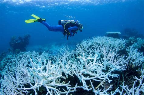 Australia's Great Barrier Reef is suffering mass coral bleaching : NPR