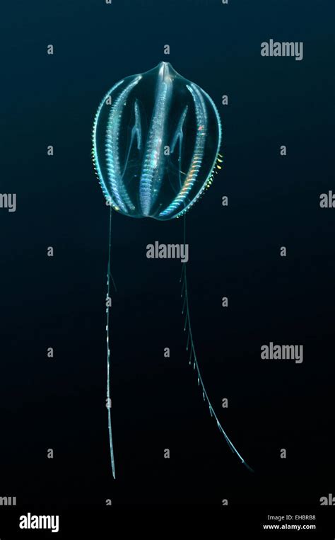 Sea Gooseberry - Pleurobrachia pileus Stock Photo - Alamy