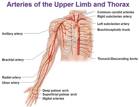 Axillary Artery And Brachial Artery