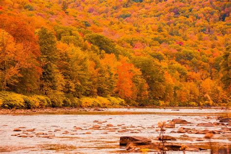 Autumn Forest By River Free Stock Photo - Public Domain Pictures