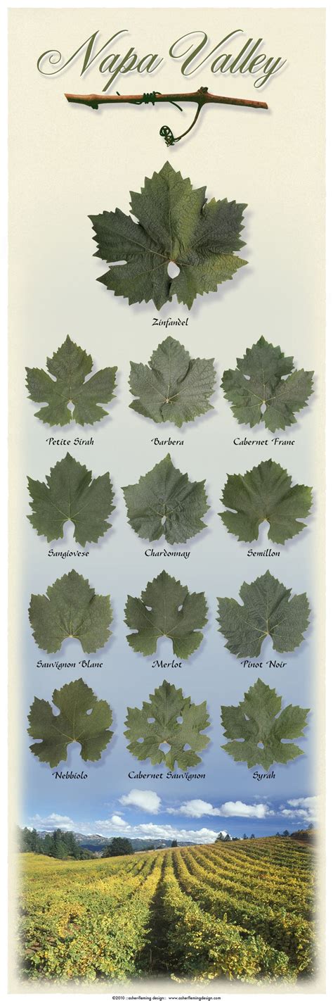 WineLeaves Wine Leaves, Wine Facts, Wine Chart, Wine Map, Wine Knowledge, Wine Vineyards, Wine ...