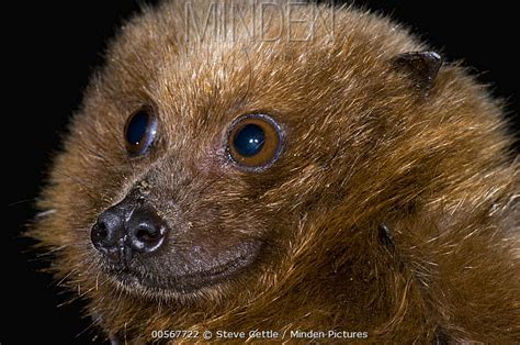 Minden Pictures - Rodrigues Flying Fox (Pteropus rodricensis), Organization for Bat Conservation ...