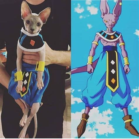 No youre not seeing double. One of these is Beerus the other is a cosplay on a Don Sphinx cat by ...