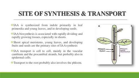 Phytohormones auxin & ethylene synthesis and effects