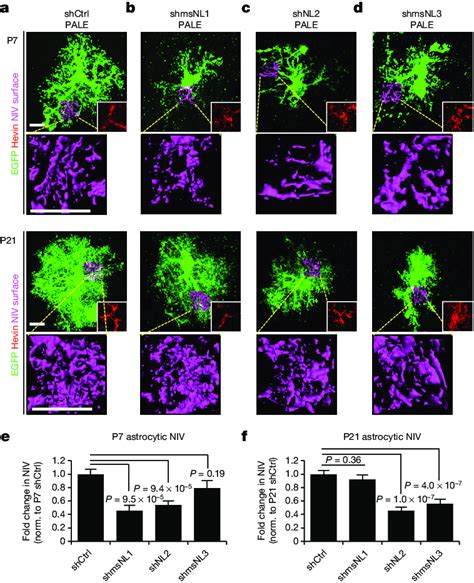 | Neuroligins control the morphological development of astrocytes in ...