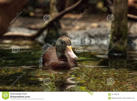 Fulvous Whistling Duck Dendrocygna Bicolor Stock Photo - Image of ...