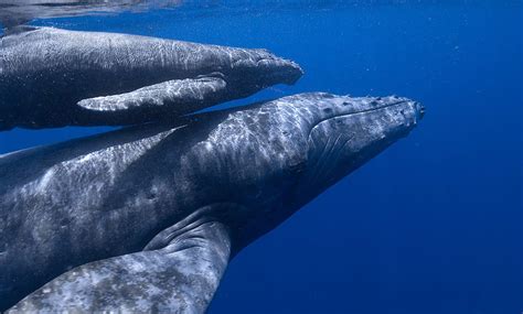 Blue whales singing a new type of song have been discovered in the Indian Ocean