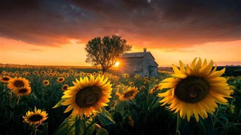 Windows 10 Sunflowers Theme jetzt im Microsoft Store - WindowsUnited