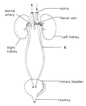 Excretory System Diagram