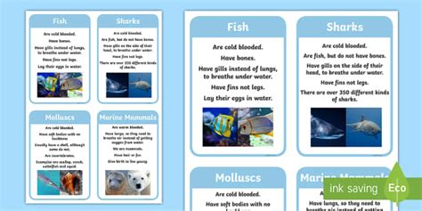 Fun Facts About The Ocean Flashcards | Twinkl (teacher made)