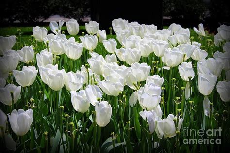 Central Park tulips Photograph by Debra Kaye McKrill - Fine Art America