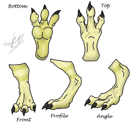 Find out How to draw dragon feet exactly the way they are | Dragon feet reference, How to draw ...