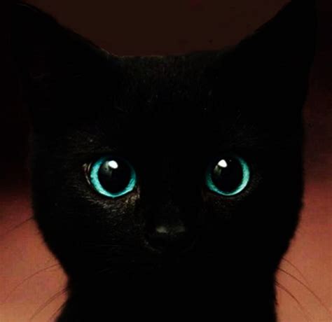 Black Cat With Beautiful Blue Eyes / Art Adhered to Wood or - Etsy