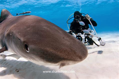 Hammerhead shark attacking diver? - SharkDiver