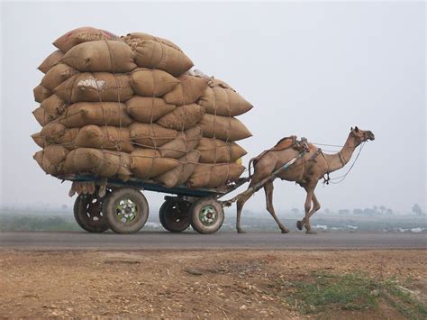 Camel Cart Logistics - Free photo on Pixabay