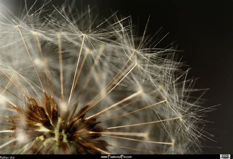 🔥 [50+] Dandelion Clock Wallpapers | WallpaperSafari