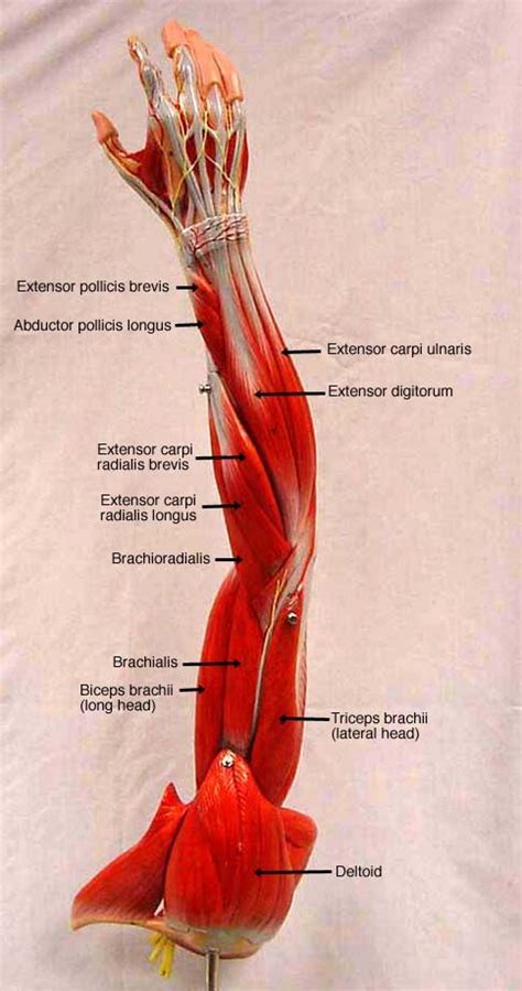 151 best anatomy and use of the hand and arm images on Pinterest ...