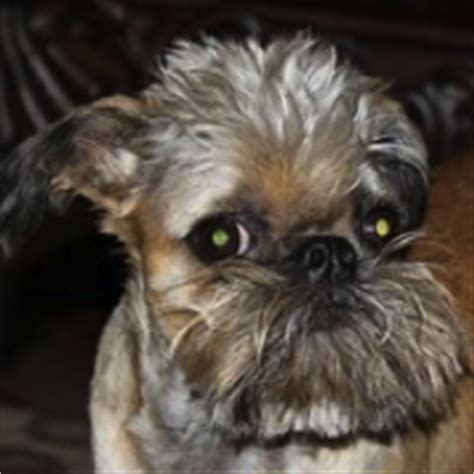 Brussels Griffon Rescue ― ADOPTIONS