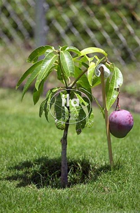 Mango Tree - ila international - Semi Natural Plants