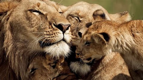 Lion Family Wallpapers - Wallpaper Cave