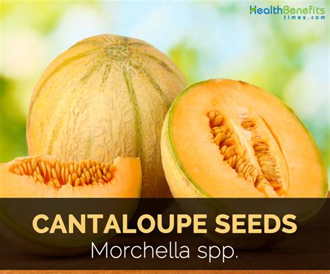 Cantaloupe seeds Facts and Health Benefits