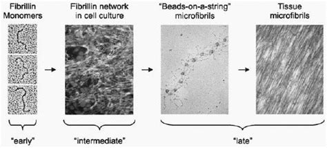 Assembly of Microfibrils - Madame Curie Bioscience Database - NCBI Bookshelf