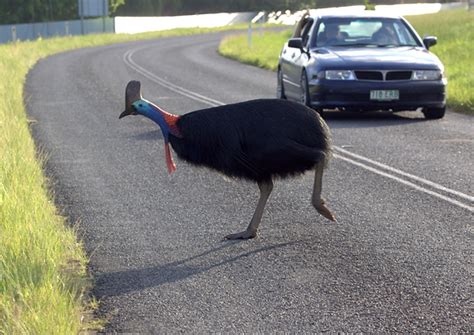 Cassowary | Wildcritter