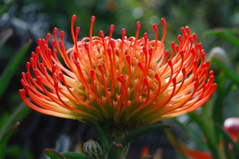 Another type of protea flower | Maui no ka oi | Pinterest | Protea ...