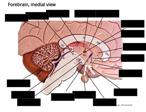 Forebrain, medial view Diagram | Quizlet