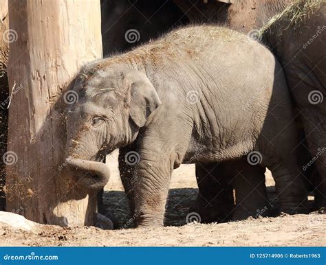 Baby Asian Elephant at Chester Zoo Stock Photo - Image of matriarch, group: 125714906