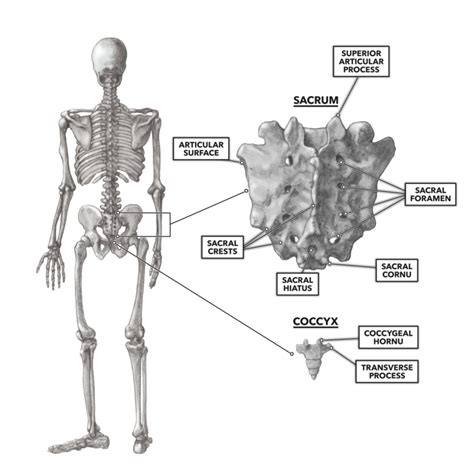 CrossFit | The Sacrum & Coccyx