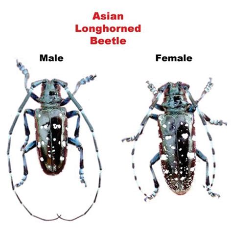 Managing The Asian Longhorned Beetle: Identification Damage Potential And Control Strategies ...