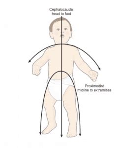 10 Principles Of Growth And Development Of Children-B.Ed Notes