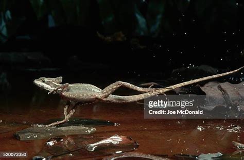 Basilisk Running On Water Photos and Premium High Res Pictures - Getty ...