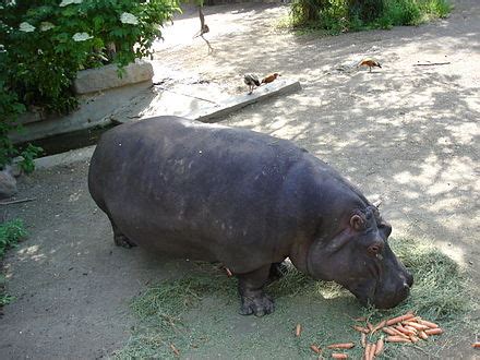 Hippopotamidae - Simple English Wikipedia, the free encyclopedia