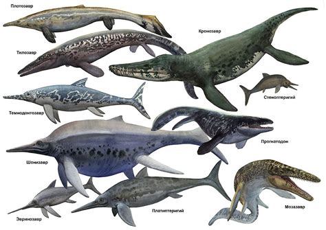 Tylosaurus Vs Megalodon