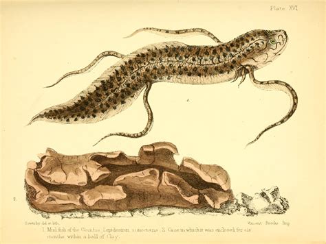 Tsammalex - Protopterus annectens (West African lungfish)