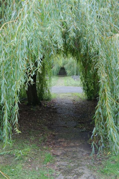 Willow trees | Willow trees garden, Tree tunnel, Garden trees